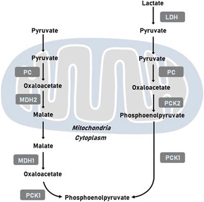 Phosphoenolpyruvate carboxykinases as emerging targets in cancer therapy